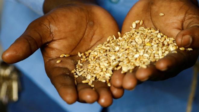 索马里摩加迪沙巴卡拉市集一位商贩展示着一把乌克兰进口小麦（15/7/2023）