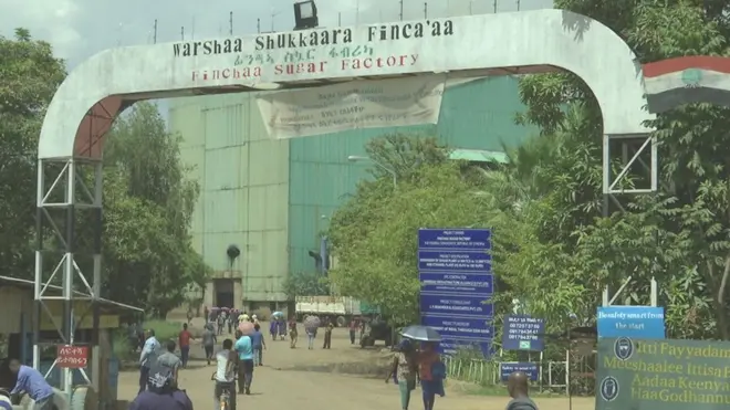 Warshaan sukkaara Finca'aa sukkaaraan ala itaanoolis ni oomisha