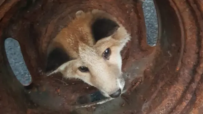 Fox head stuck in wheel
