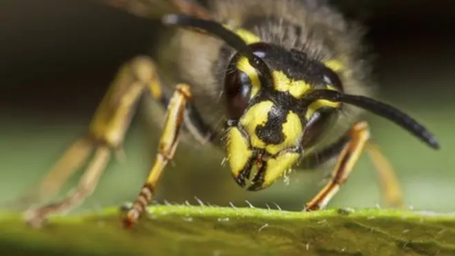 Researchers say that wasps carry out as many valuable ecological services as bees