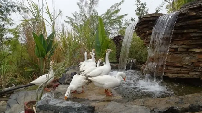 تحولت بيبلانتري من قرية جافة وجرداء إلى واحة خضراء