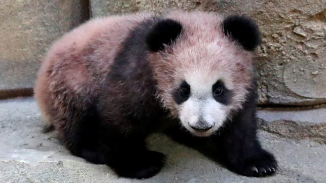 Yuan Meng, a five-month-old baby panda, and its mother Huan Huan at the Beauval zoo, France January 13, 2018