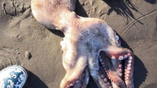 A dead octopus - among many dead sea creatures washed ashore in Kamchatka