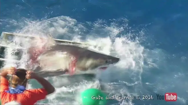 Beyaz köpek balığı kafesten çıkarken