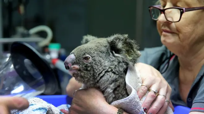 Chữa bỏng cho gấu koala ở The Port Macquarie Koala Hospital hôm 29/11/2019 ở Port Macquarie, Australia. Cho đến tuần đầu tháng 1/2020, ước tính hàng triệu thú vật bị chết vì cháy rừng