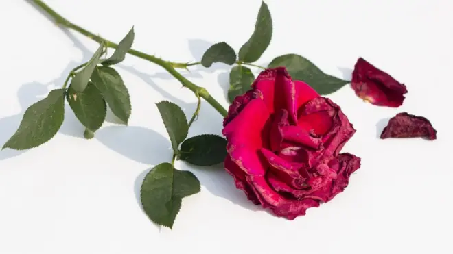 የፍቅር ጓደኞች የሚያገናኙ መተግበሪያዎች በዝተዋል