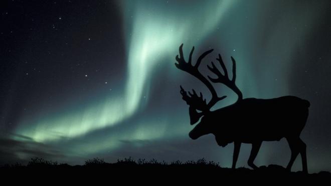 最新研究发现，在最近二十年，北极地区野生驯鹿数量已经减少了一半多。