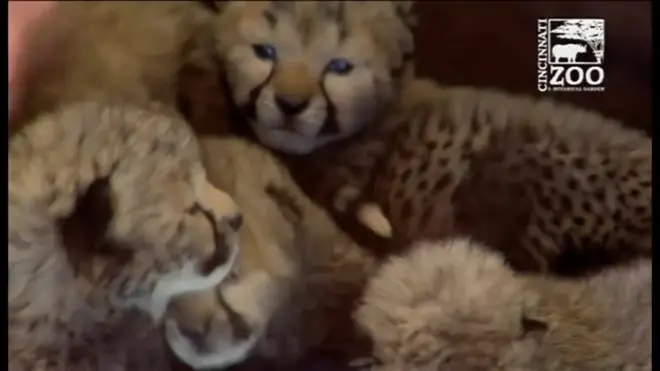 チーターの赤ちゃん 犬がお母さん代わり