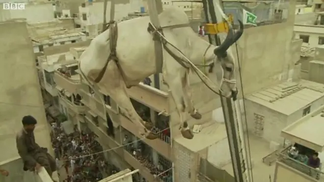 گائے، قربانی