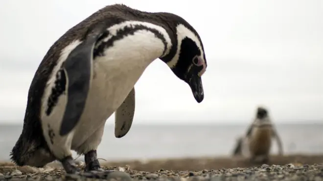 Magellanic penguins (Chile)