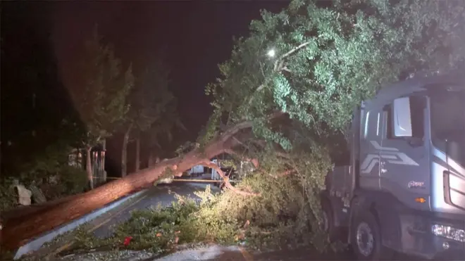 26일 오후 광주 광산구 한 도로 인근에 은행나무가 쓰러져 있다