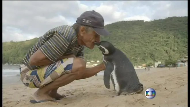 命の恩人に会いに来るペンギン