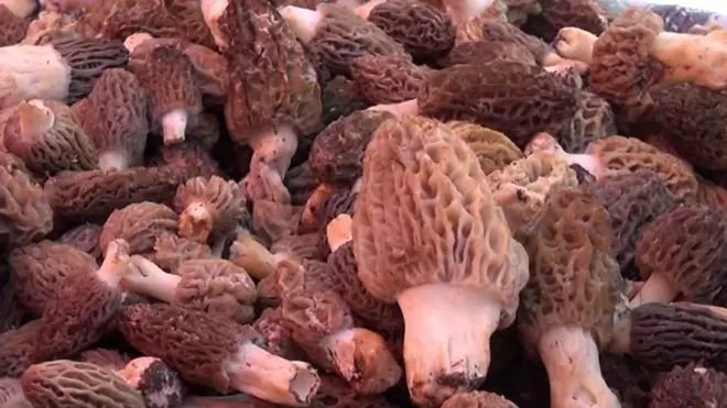 محصول الفطر التركي بمهرجان في إيجا