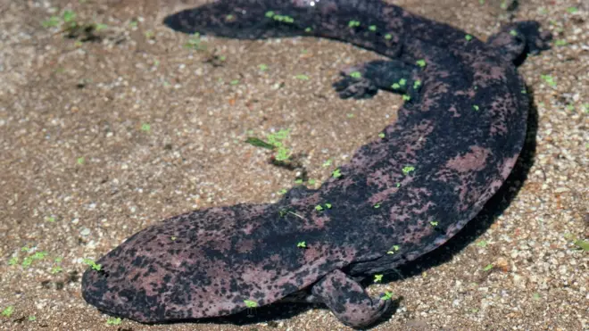 Salamandra gigante china