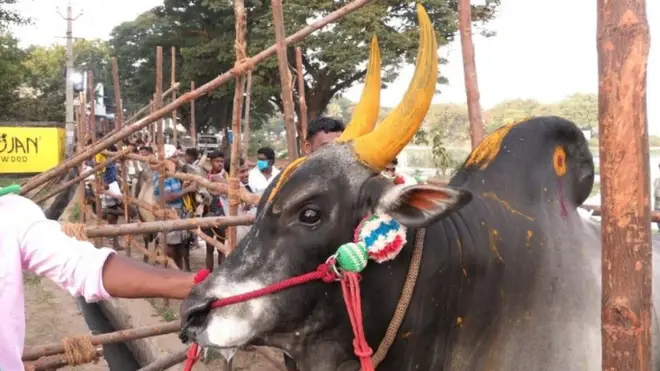 జల్లికట్టు