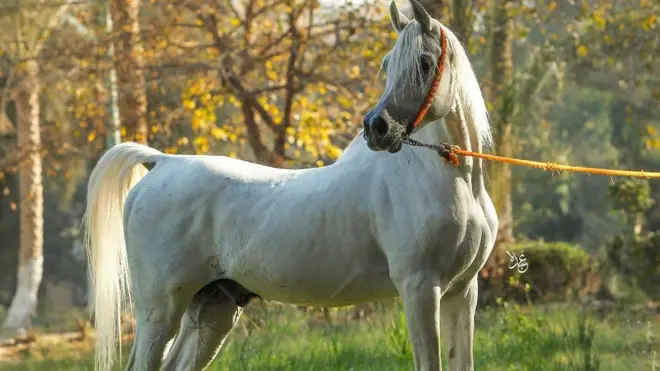 وفاة الحصان تجويد في مصر تلفت الأنظار لضرورة حفظ السلالات النادرة من الخيول في مصر