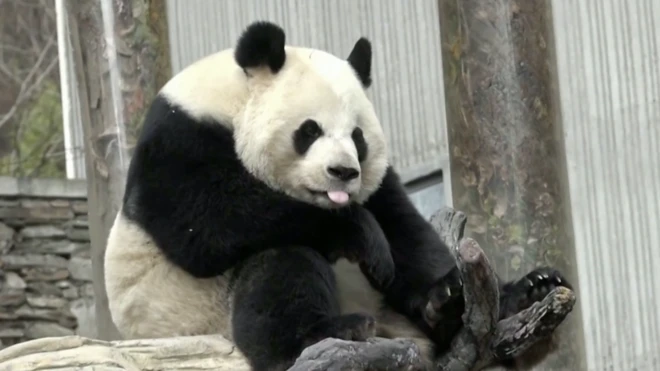 Ne da joj mira – panda snimljena kako štuca