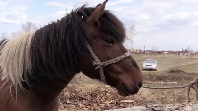 Якутская лошадь