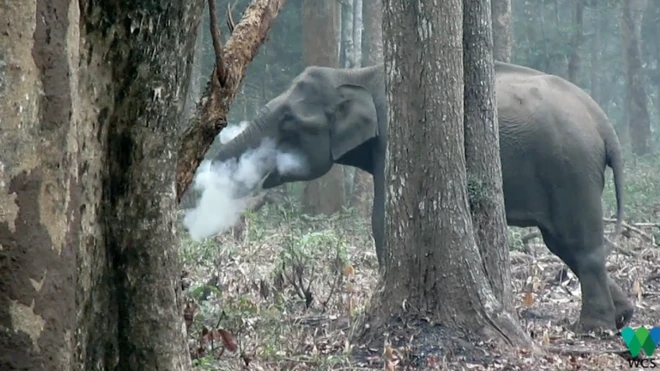 Smoking elephant video