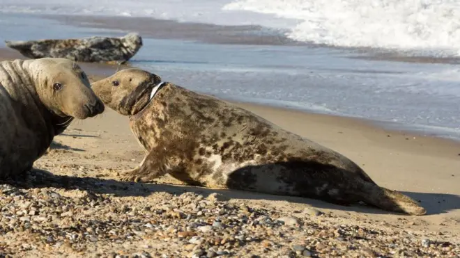 The seal has been named "Mrs Vicar" because the white ring which was around her neck