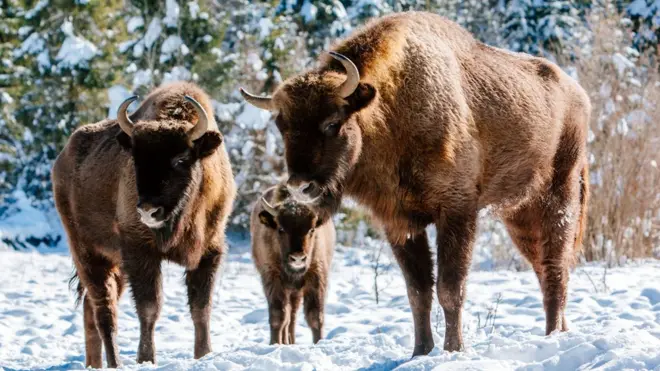 Зубрів охороняє Червона книга, але браконьєрів це не зупиняє