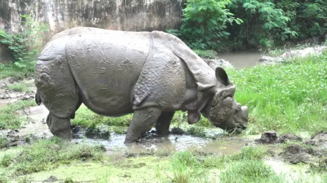 पटना चिड़ियाखना में एक सींग का गैंडा