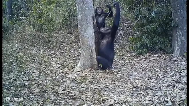 野生チンパンジーの飲みっぷり 自分で道具を工夫