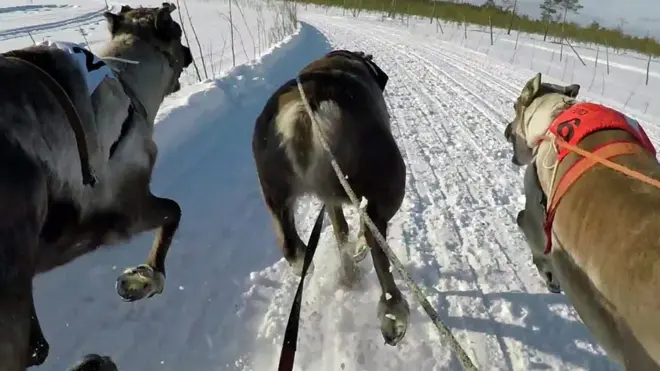 Renos corriendo en Finlandia