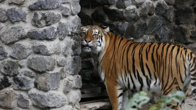 За попередніми даними, тигр не чіпав чоловіка.