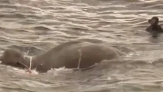 سری لنکن بحریہ نے گہرے سمندر میں چلے جانے والے ہاتھی کو کیسے بچایا؟