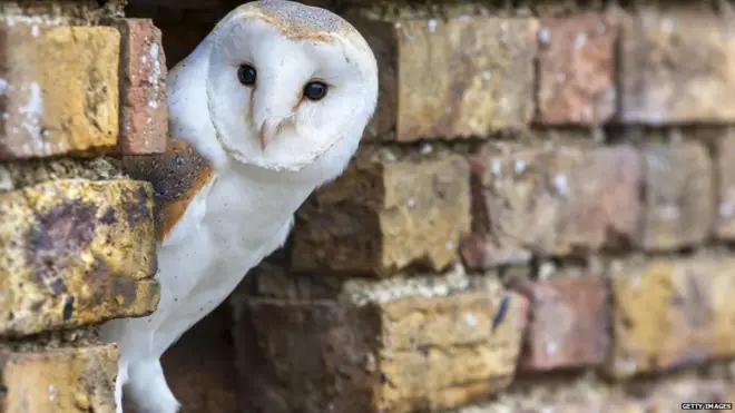 ब्रिटेन में पक्षियों की चोरी के मामलों में वृद्धि दर्ज की गई है.