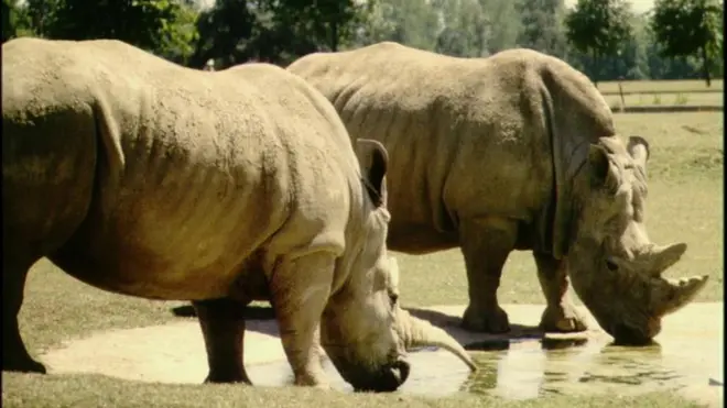 大量的犀牛在南非被猎杀