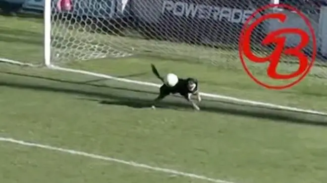 Собака отбивает мяч