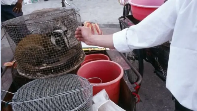 ویروس جدید کرونا و پیش از آن سارس از حیوان به انسان منتقل شده بود