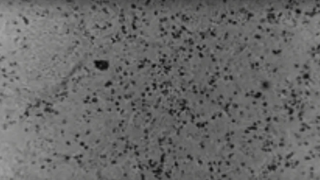 Koronaa vaayirasiin haaraa Chaayinaan alatti guddifame