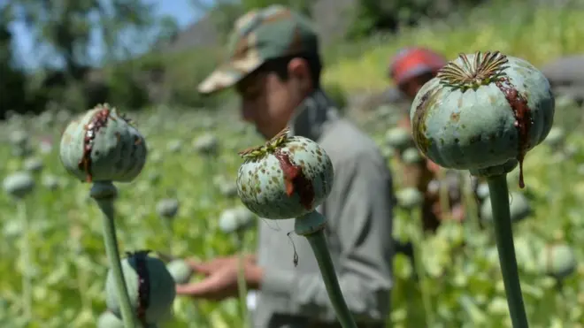 अफ़ग़ानिस्तान मे अफ़ीम की खेती