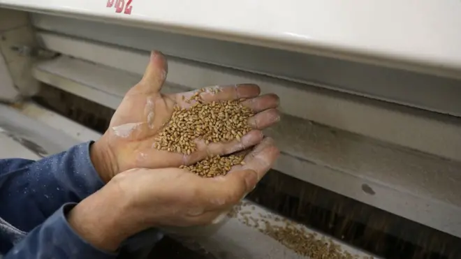 مطحنة قمح في قطاع غزة