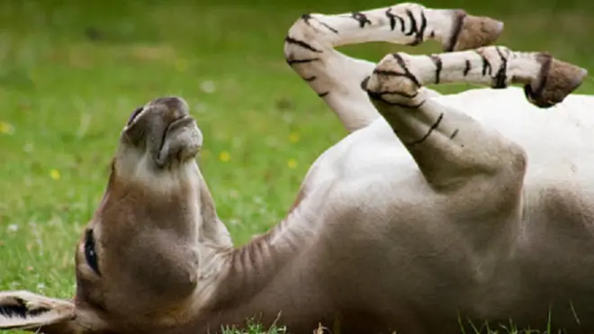 Dad badan waxay muuqaal ahaan isku khaldaan Gumburiga iyo Dameerka