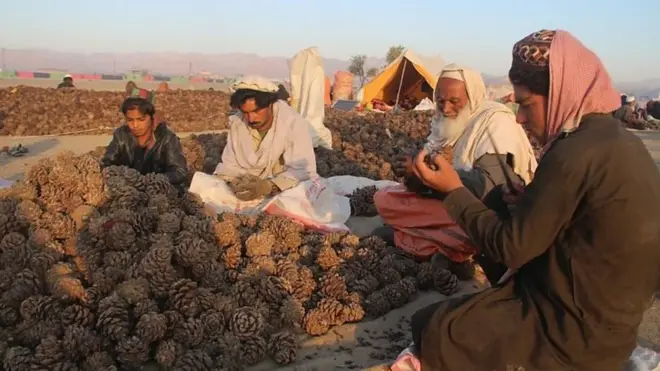 Exports support Afghanistan's agriculture, the country's largest employment sector