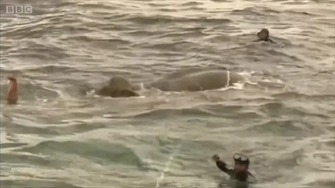 Порятунок слона