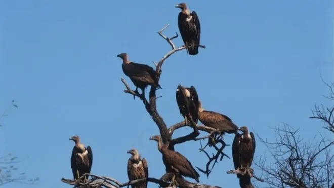 రాబందులు