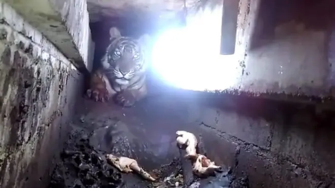 Harimau terjebak di lorong di bawah ruko panggung di pasar di Pulau Burng, Riau.