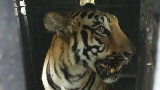 Pengadilan sudah menguatkan perintah tembak mati atas Kala yang berusia dua tahun karena membunuh empat orang.