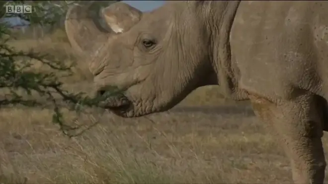 Sudan, badak putih utara jantan terakhir di dunia, terpaksa disuntik mati.