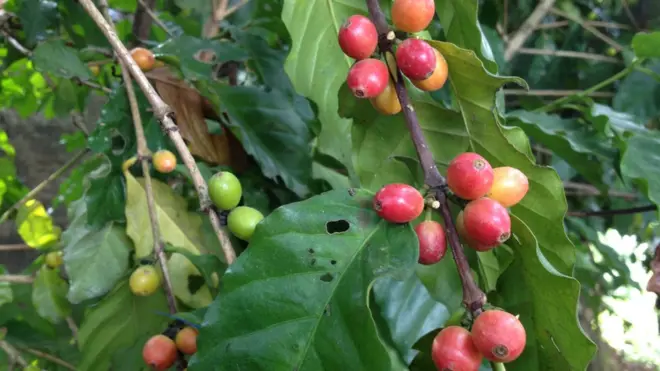 धादिङमा फलेको कफीको दाना