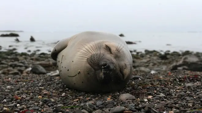 Elephant seals are known for their long sleeps when they are on land