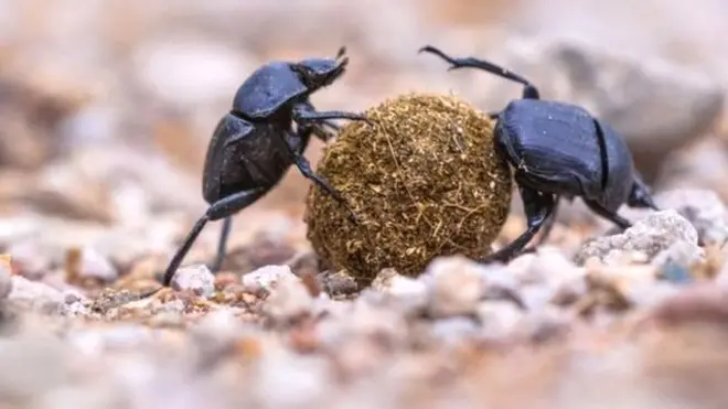 गुबरैले पशुओं के अपशिष्टों का निपटारा करने में अहम भूमिका निभाते हैं