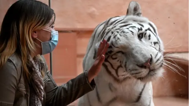 карантин в україні