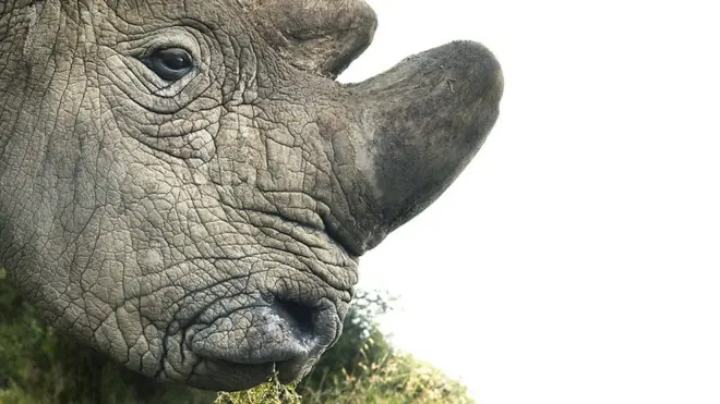 地球上最后一头雄性北方白犀牛死了