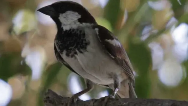 పిచ్చుక స్మారకం